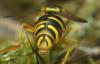 213710 – Photo : Bartolome Joseph – France (42)